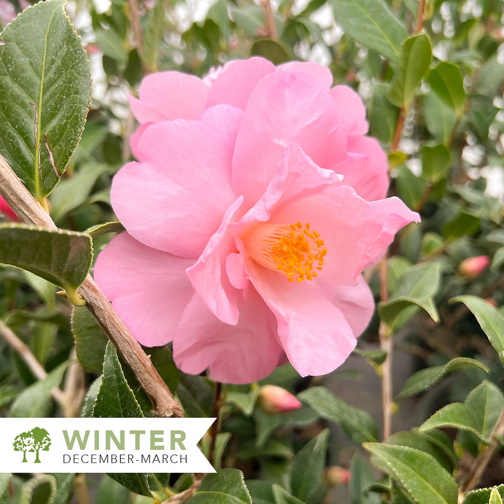 Thumbnail: Taylor's Perfection Camellia – Camellia x 'Taylor's Perfection'