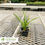 Thumbnail: Big Blue Liriope - Liriope muscari 'Big Blue'