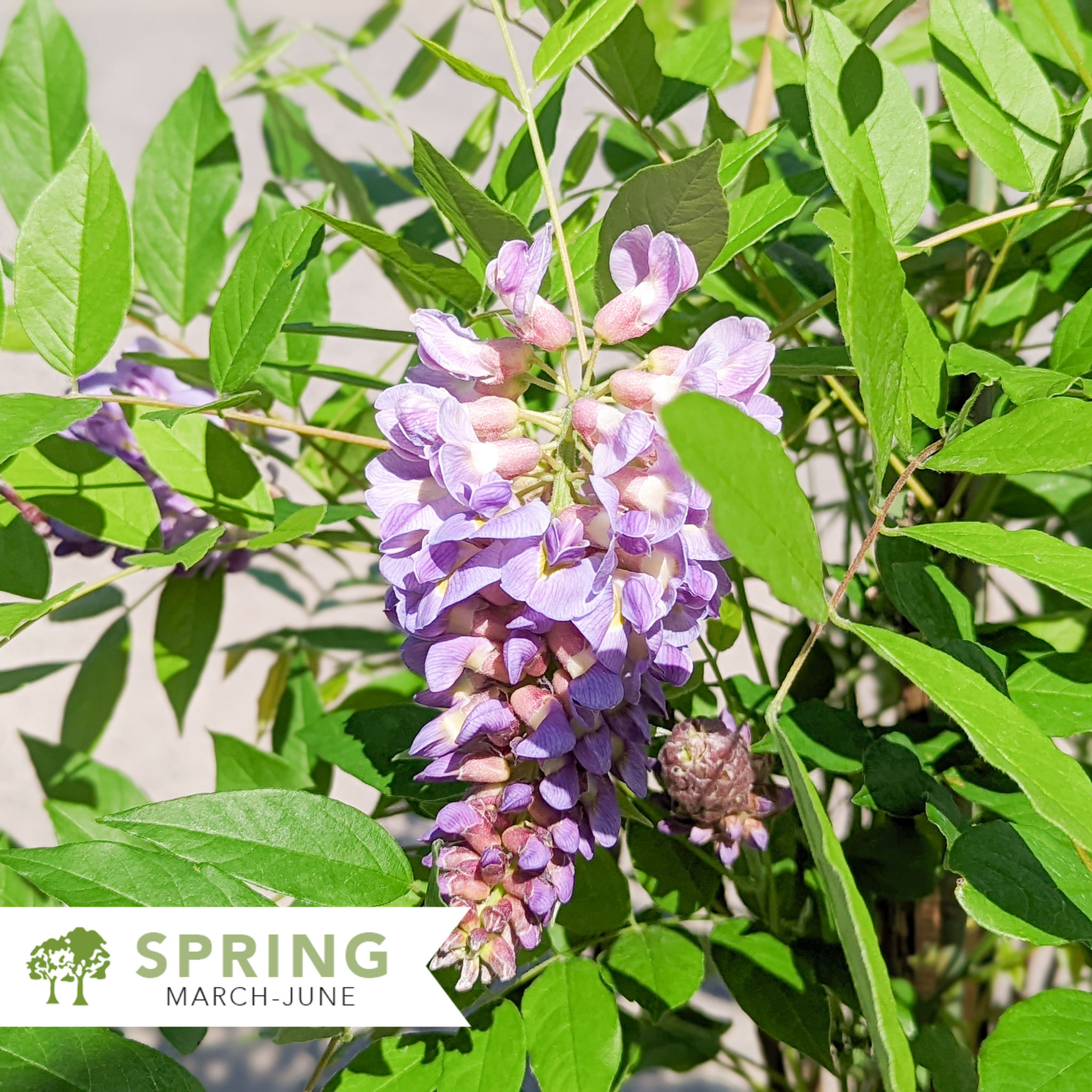 Amethyst Falls Wisteria – Wisteria frutescens 'Amethyst Falls'