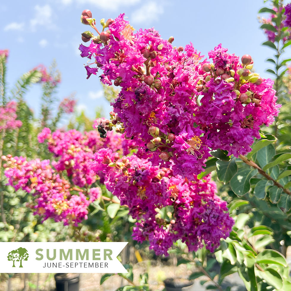 Thumbnail: Autaugaville Crape Myrtle – Lagerstroemia indica 'Autaugaville'