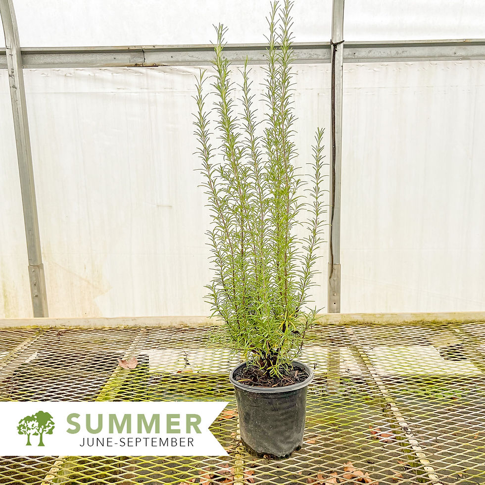 Thumbnail: Blue Spires Rosemary – Rosmarinus officinalis 'Blue Spires'