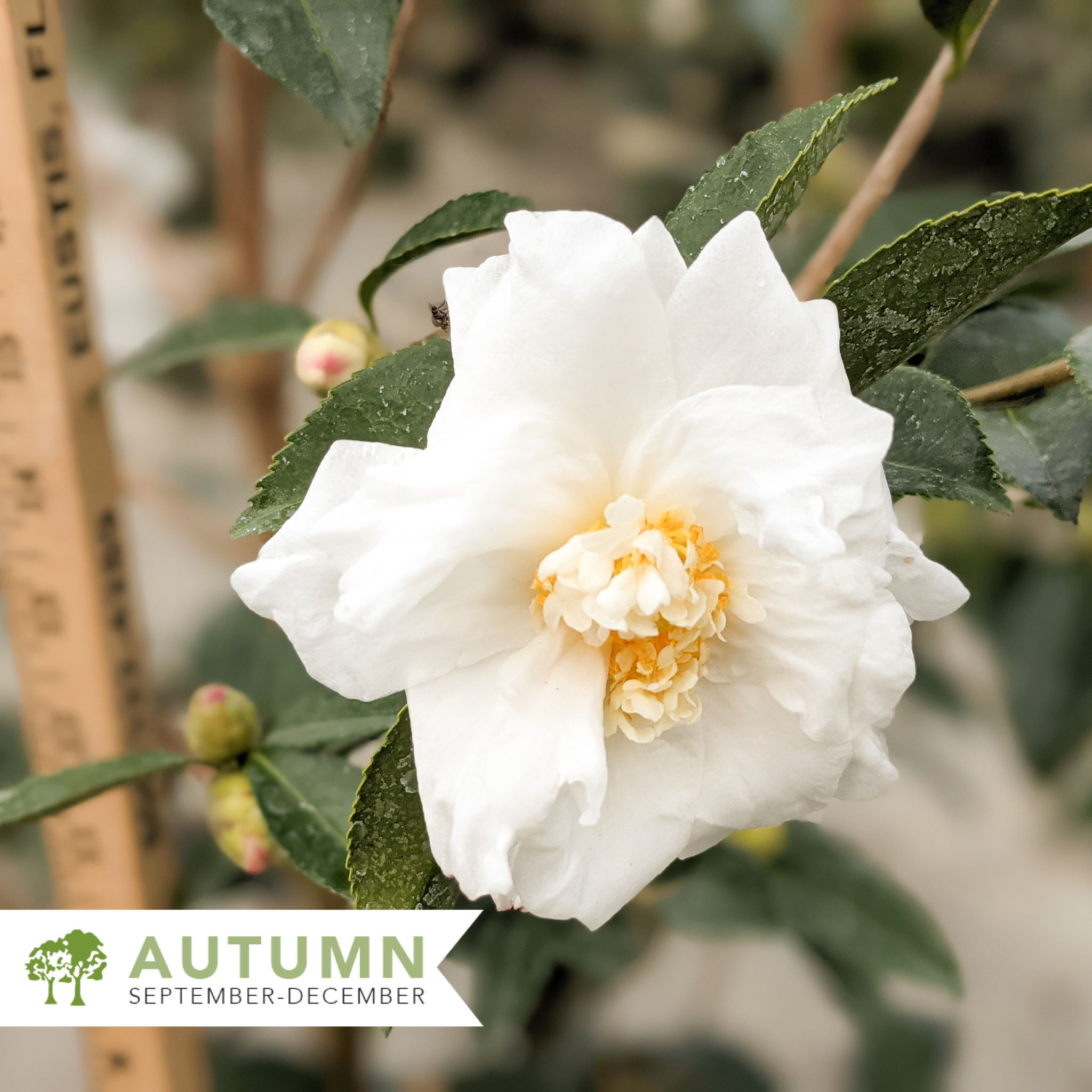 Winter's Snowman Ice Angels® Camellia – Camellia x 'Winter's Snowman'