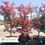Thumbnail: Trompenburg Japanese Maple - Acer palmatum 'Trompenburg'