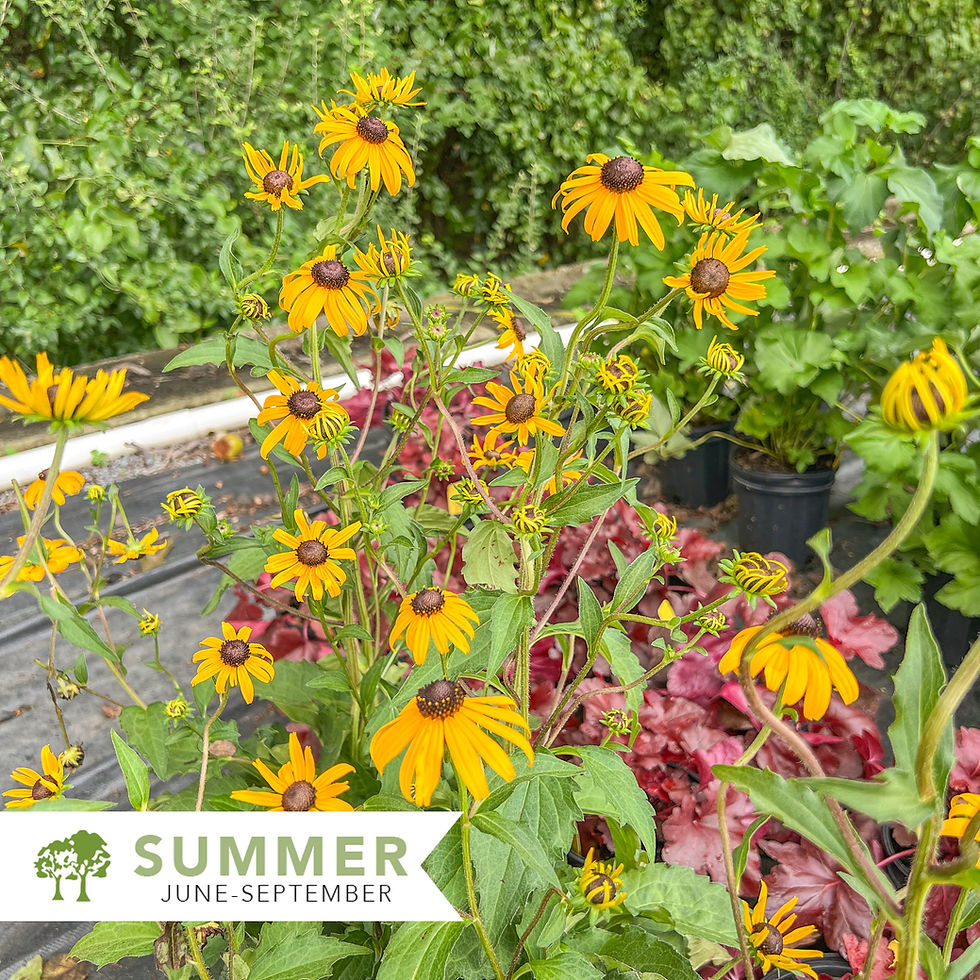 Thumbnail: Goldsturm Black-Eyed Susan – Rudbeckia fulgida sullivantii Goldsturm