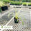 Thumbnail: Variegated Liriope-Liriope muscari 'Variegata'