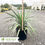 Thumbnail: Pendula Soft Leaf Yucca – Yucca recurvifolia