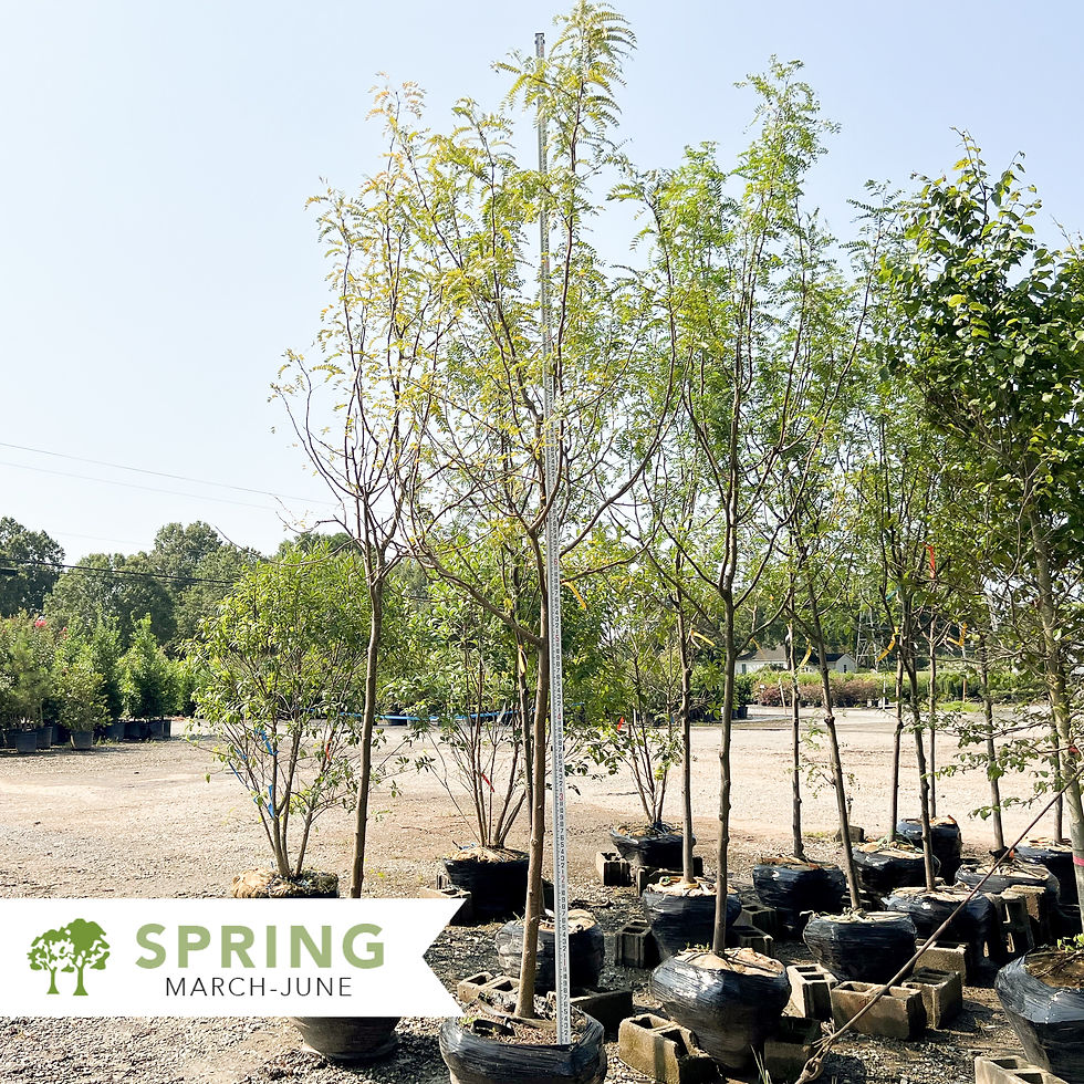 Thumbnail: Skyline® Honeylocust  – Gleditsia triacanthos 'Skycole'