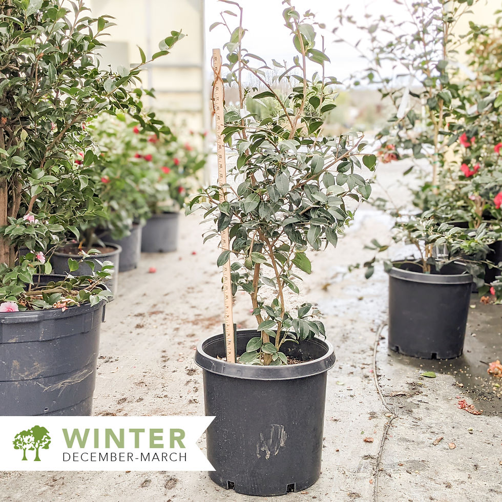 Thumbnail: Winter's Joy Camellia - Camellia x 'Winter's Joy'