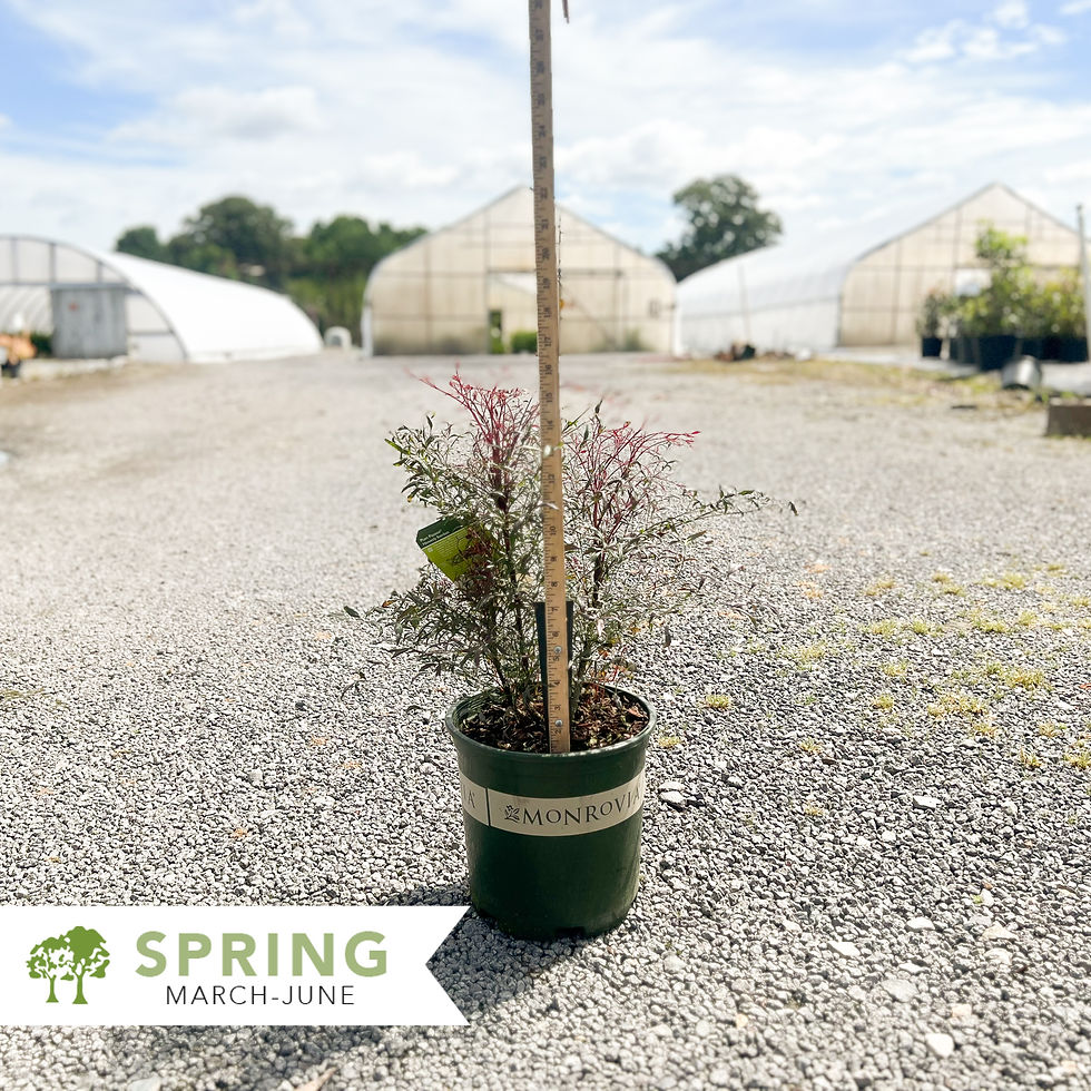 Thumbnail: Plum Passion® Nandina - Nandina domestica 'Monum'