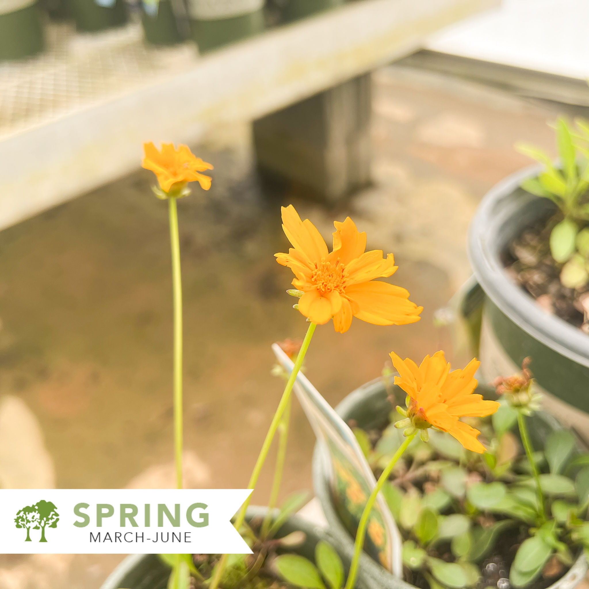 Dwarf Coreopsis - Coreopsis auriculata 'Nana'
