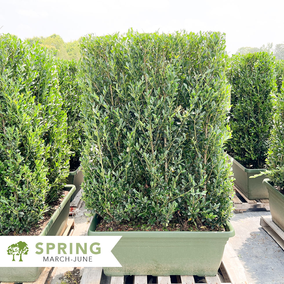 Thumbnail: Emerald Colonnade Holly Trough Patio Hedge - Ilex x 'RutHol1' PP #23,905