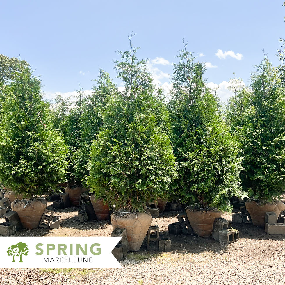 Thumbnail: Green Giant Arborvitae - Thuja plicata x standishii 'Green Giant'