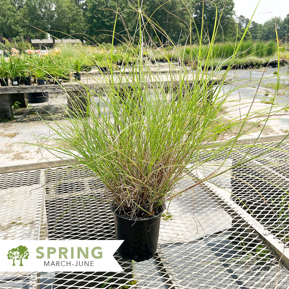 Thumbnail: Little Kitten Maiden Grass - Miscanthus sinensis 'Little Kitten'