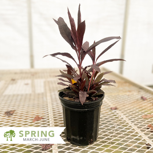 Black Truffle Lobelia Lobelia cardinalis 'Black Truffle