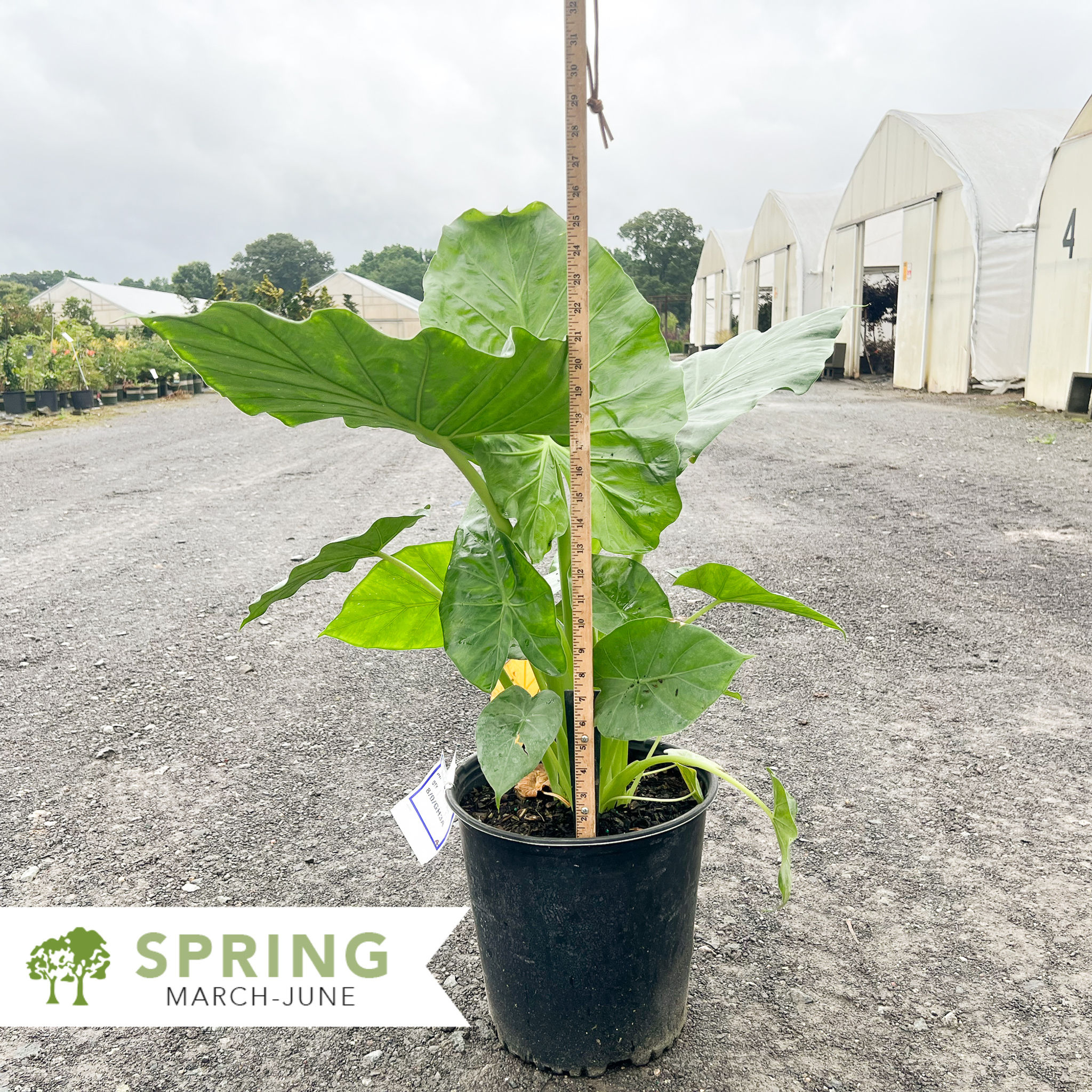 Calidora Elephant Ear - Alocasia 'Calidora'