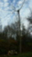 Tree T