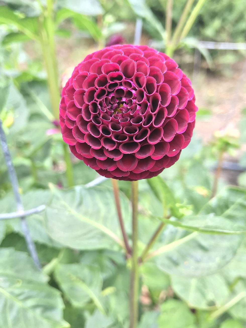 Photo Jul 06 2018, 12 02 07 PM.jpg