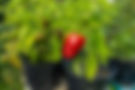 Peppers.jpg