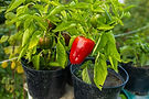Peppers.jpg
