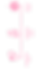 Pink Poppy Flowers