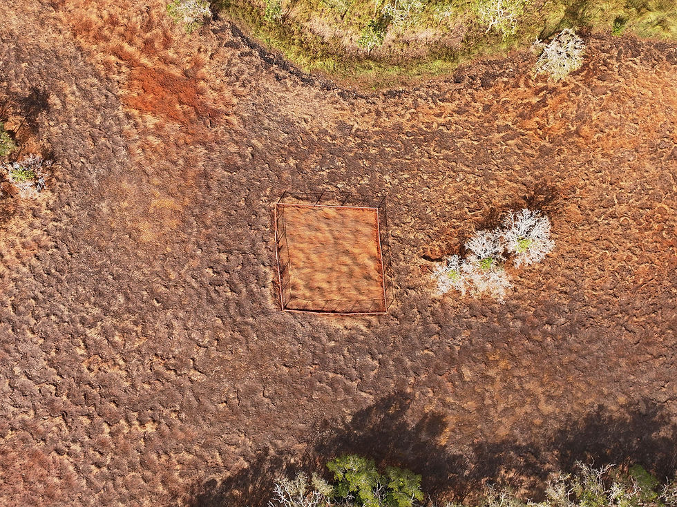 Pig damage drone 1.jpg