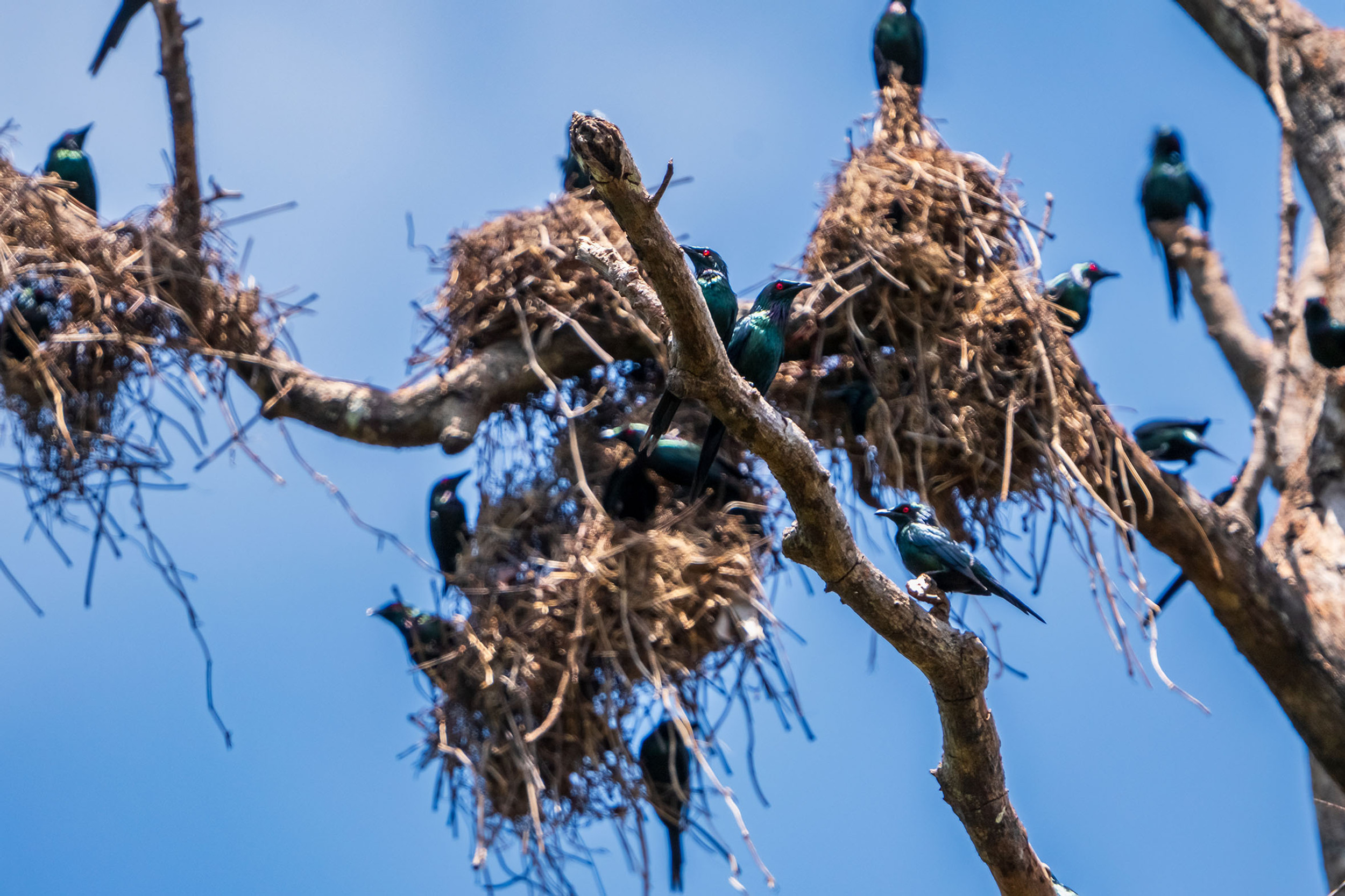 Rust Starlings Metallic Starlings | People For Wildlife