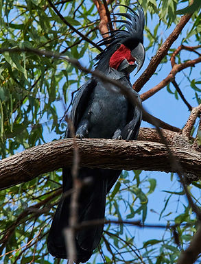 _DSC4320g PALMY PORTRAIT web.jpg