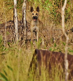 Website dingo_edited.png