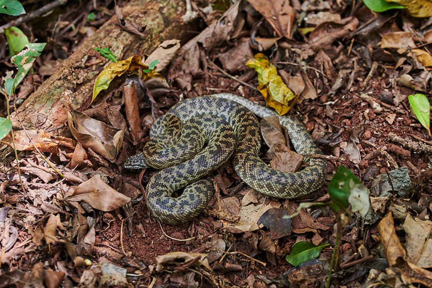 Papuensis antaresis.jpg