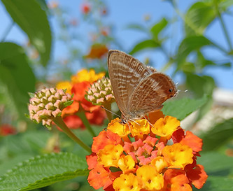 PAPILLON_edited.jpg