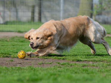 A large dog playing at a Summer Pet Boarding facility