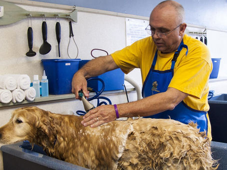 A dog groomer bathing a Golden Retriever