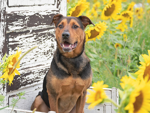 Pet portrait of dog sitting on chair in sunflower field.