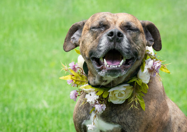Portrait of brindle pitbull in summer with smile and flower necklace 