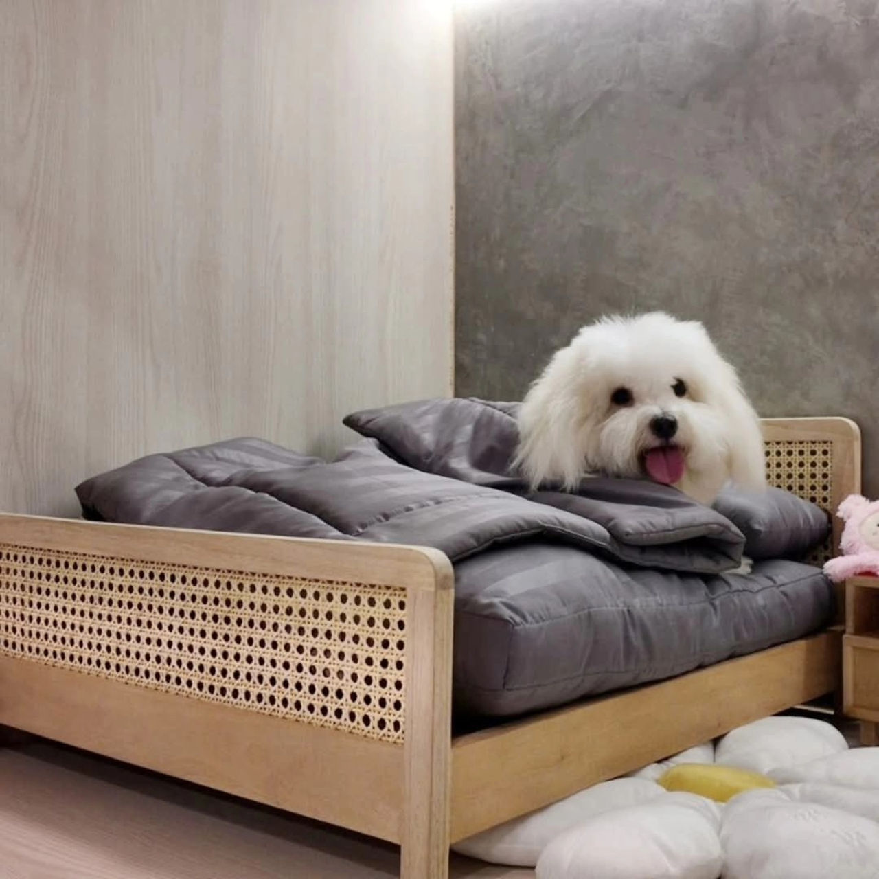 Teddy Dog Home Lifestyle