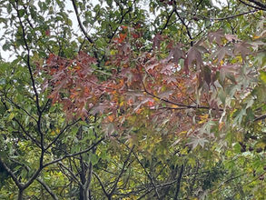 紅葉のはじまり