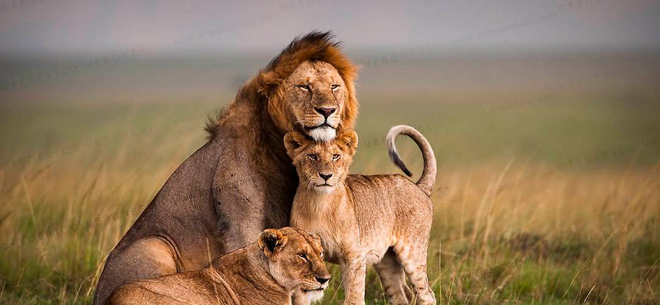 Lions_Masai_Mara_Photographic_tour_47281.jpg