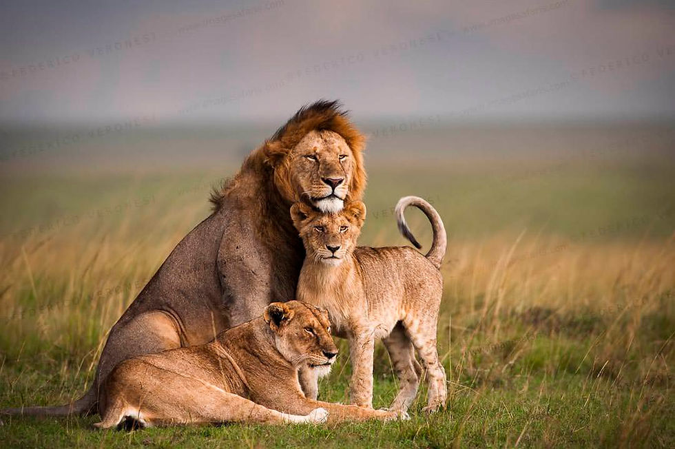 Lions_Masai_Mara_Photographic_tour_47281.jpg