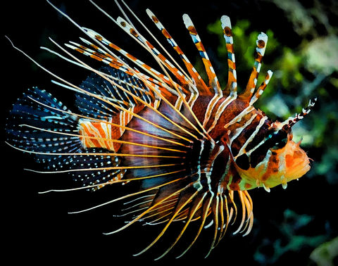 Lion fish