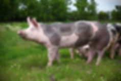 AdobeStock_175329923.jpeg
