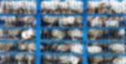 AdobeStock_52006383.jpeg