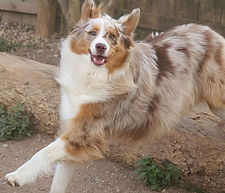 Did somebody’s say MONDAY?!?! #dogranchresort #Mondayfunday #welovedaycare #dogsarefamily