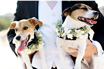 pets at wedding