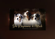 Biancayeto Design, présentation élevage, graphisme, montage, kennel ad