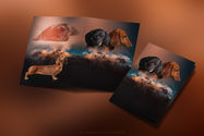 Biancayeto Design, présentation élevage, graphisme, montage, chemise à rabat, carte de visite, business card, sticker, roll-up, bannière, banner
