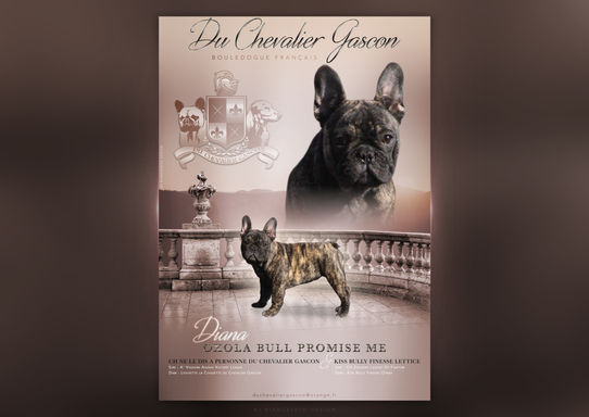 Biancayeto Design, présentation reproducteur, graphisme, montage, dog ad