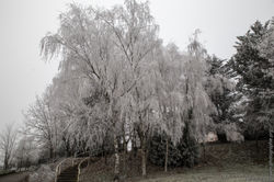 Hiver 2016-Loewen photographie-3