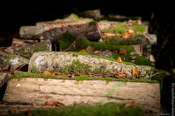 automne-4saisons-Loewen photographie-5