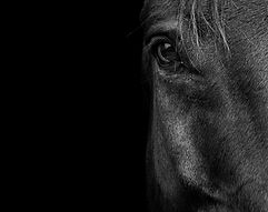 HORSE.jpeg