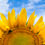 Thumbnail: Sunflowers